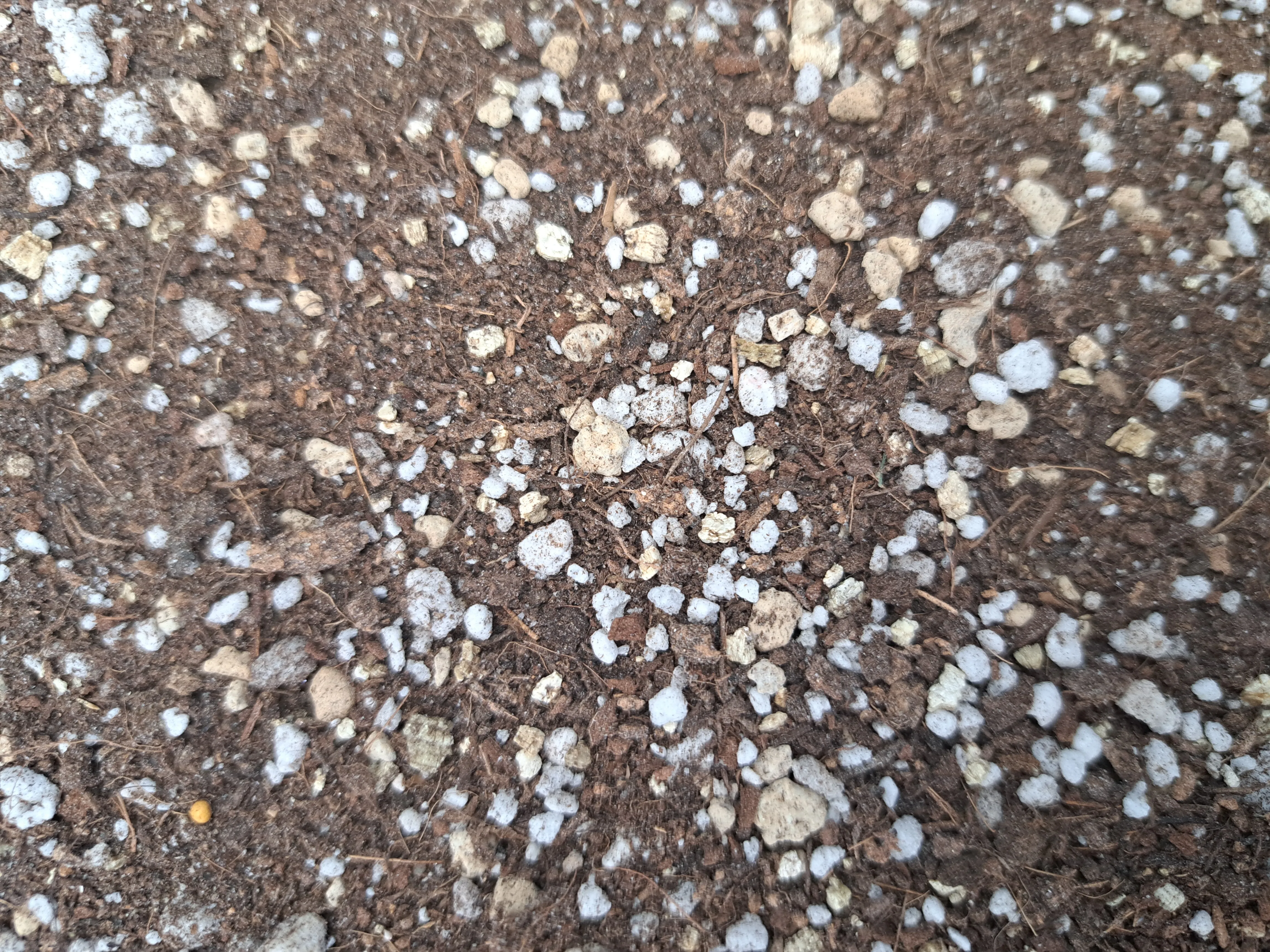 Sukulent toprağı nasıl olmalıdır? 