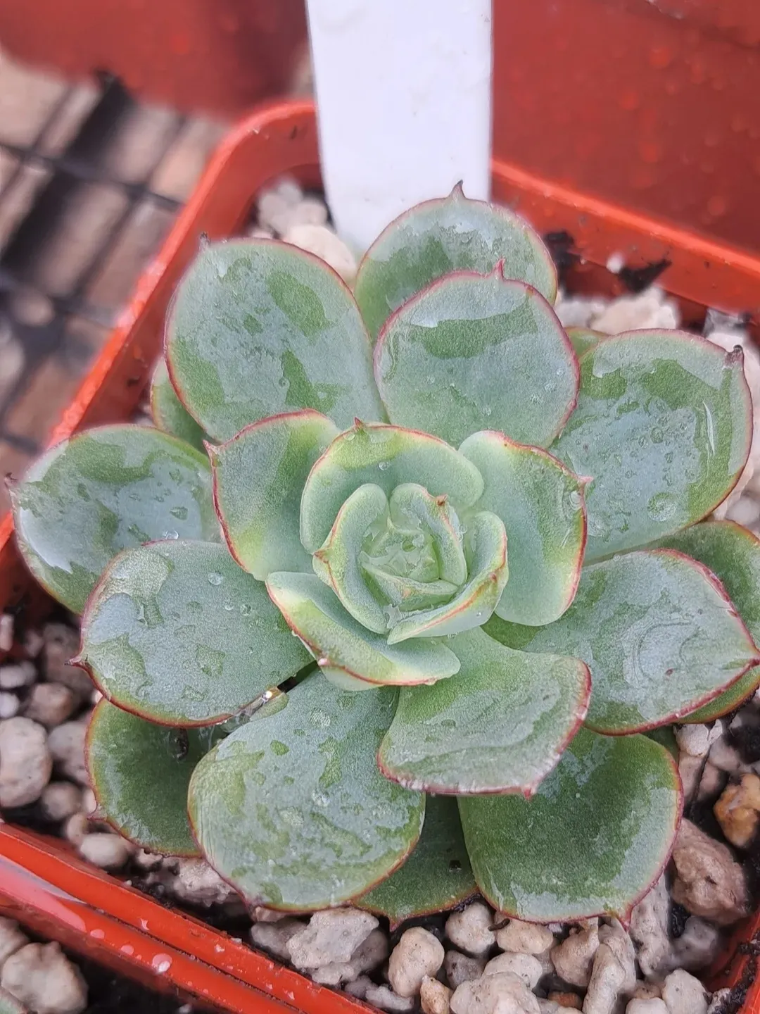 Sukulentlerim bir türlü renklenmiyor veya ilk aldığım zamanki kadar renkli değiller. Bunun için ne yapabilirim? 